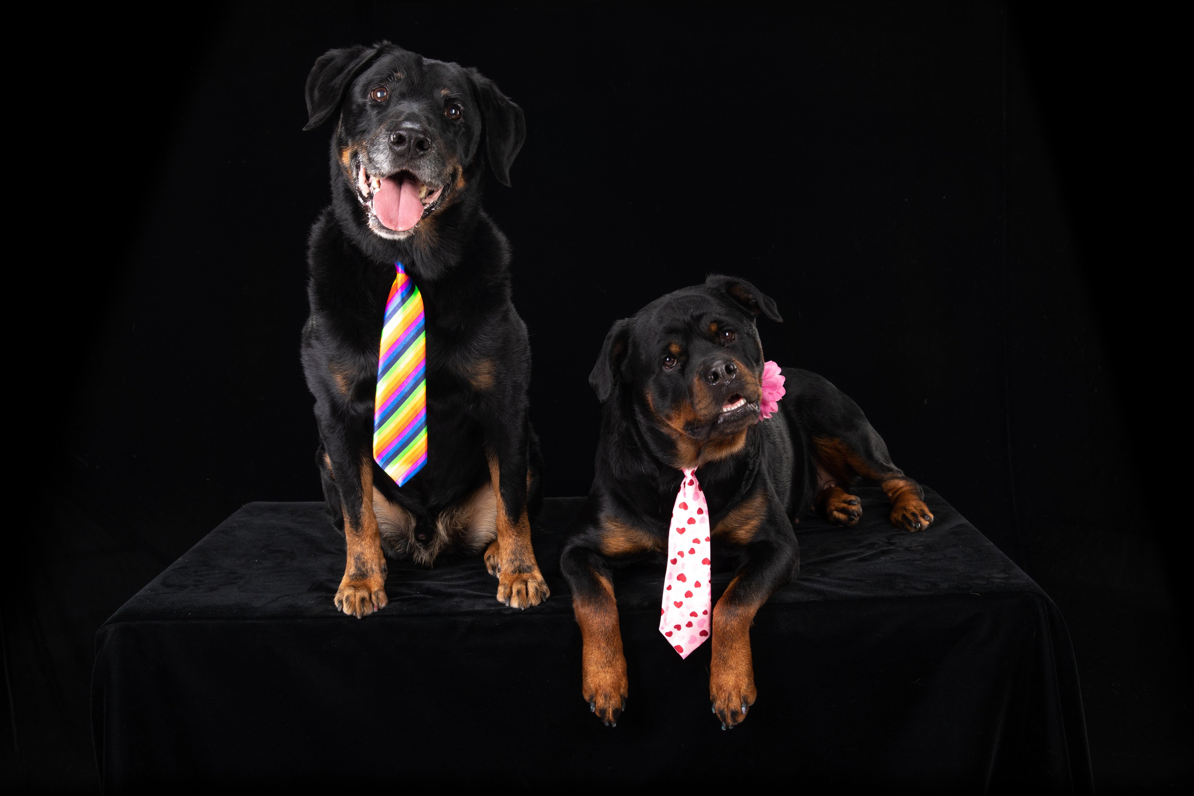 Annabelle's pet grooming and deals boutique