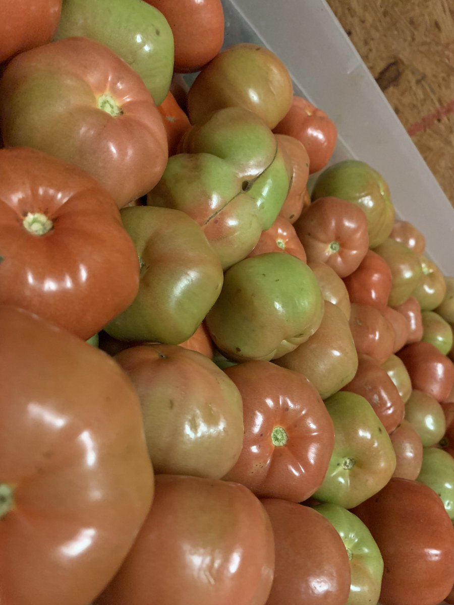 TCALP_MS's tweet photo. Day three wrapped up with a visit to St. Bethany Fresh, where we learned how Steve Hale grows produce year round on his hydroponics system. Thanks for welcoming us and sharing your knowledge! #AgLead @MSUExtService https://t.co/XDEzoiO9ki