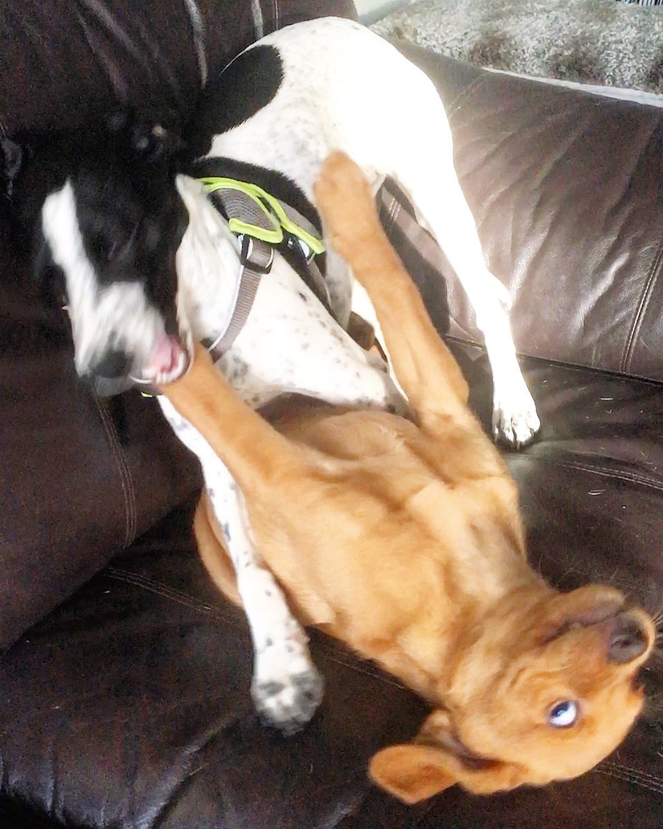 Abber_naffy's tweet photo. This picture of Finn gets more entertaining when you flip it and zoom in 🤣 👉🏻 -
#dog #dogs #puppy #puppies #pup #finndrummond #dogsofinstagram #labrador #puppiesofinstagram #handsomefinn #finndrummond https://t.co/CQ6gCWE5jZ