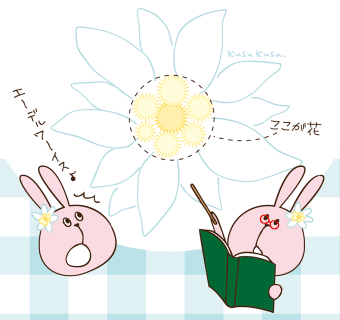 エーデルワイスのtwitterイラスト検索結果