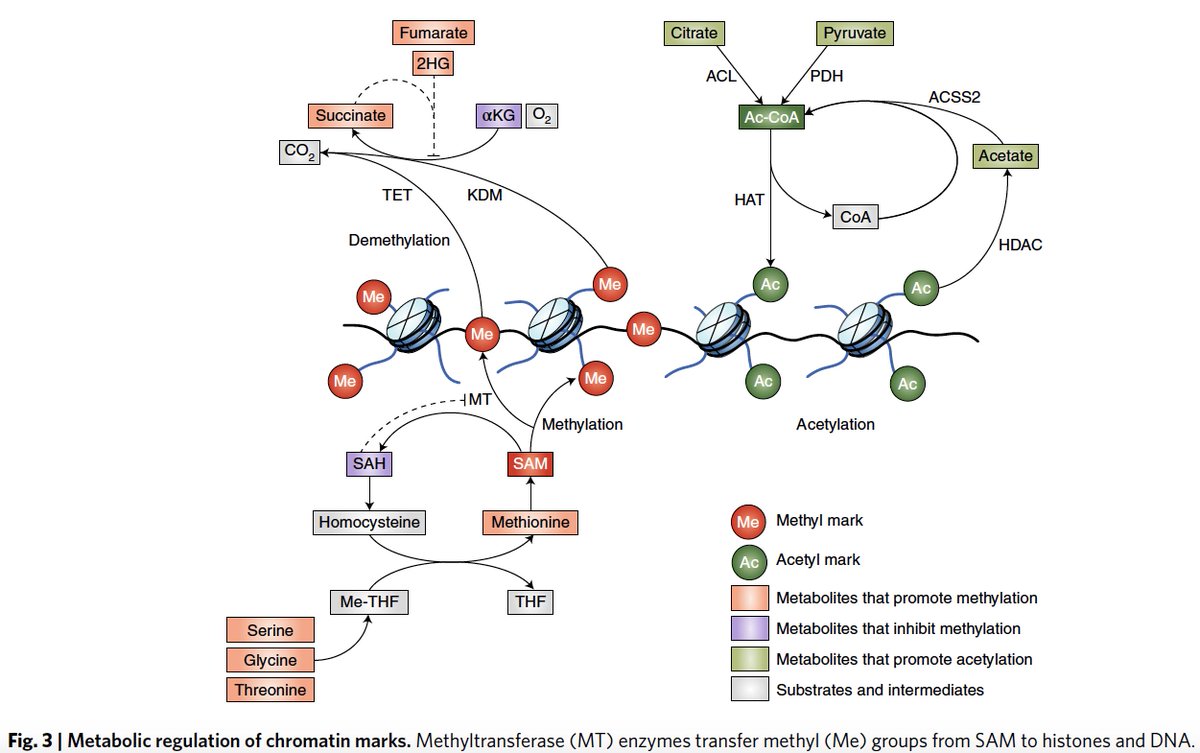 Eric Topol (@erictopol) on Twitter photo Pluripotent stem cells and #cancer cells share many unique properties that enable cell cycle re-entry and proliferation, but with some different metabolic signatures. An excellent review by <a href="/IntlekoferLab/">Andy Intlekofer</a> and <a href="/lydfinley/">Lydia Finley</a> <a href="/NatMetabolism/">Nature Metabolism</a>
nature.com/articles/s4225… Pluripotent stem cells and #cancer cells share many unique properties that enable cell cycle re-entry and proliferation, but with some different metabolic signatures. An excellent review by <a href="/IntlekoferLab/">Andy Intlekofer</a> and <a href="/lydfinley/">Lydia Finley</a> <a href="/NatMetabolism/">Nature Metabolism</a>
nature.com/articles/s4225…