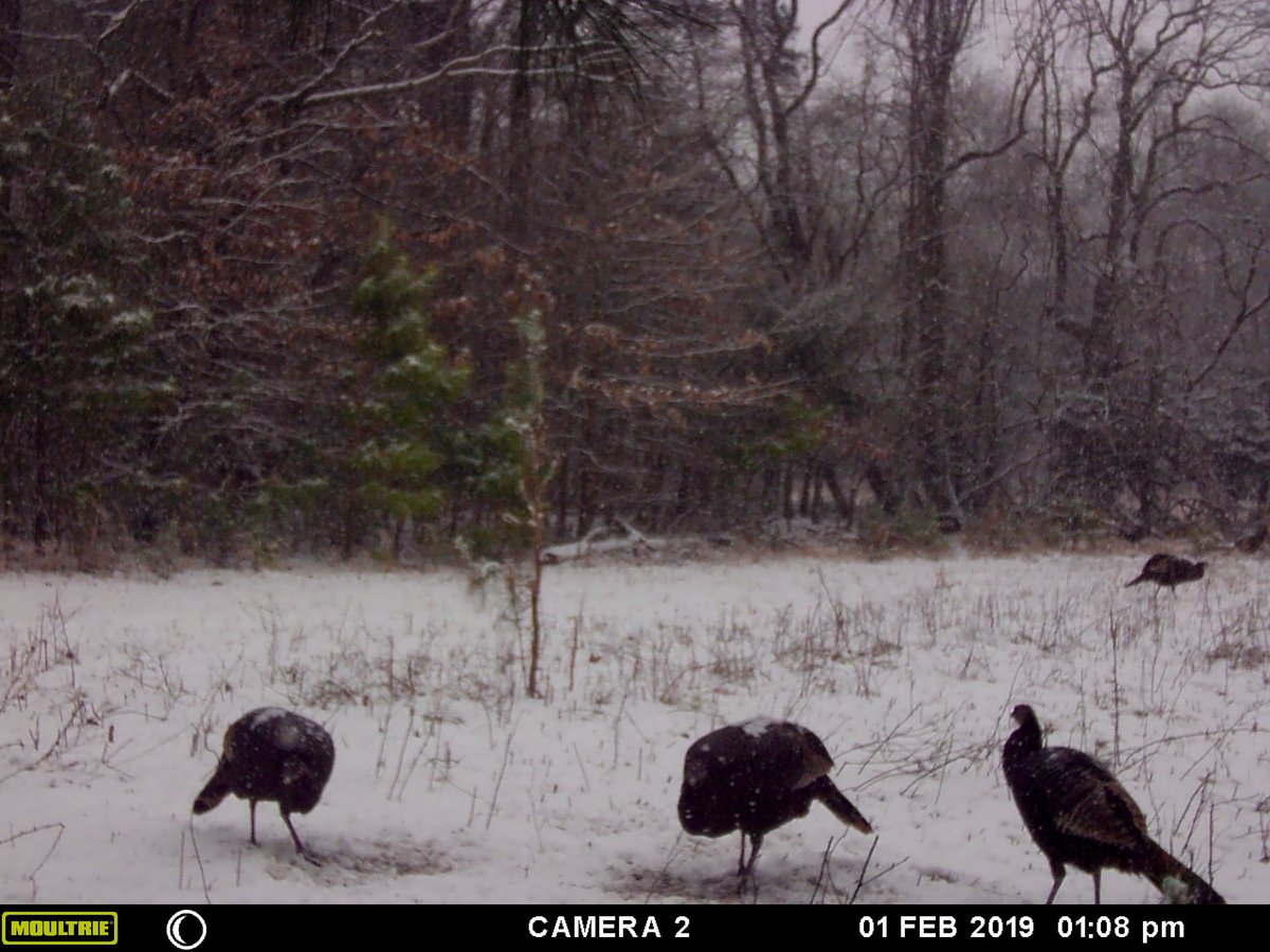 OutdoorsStory's tweet photo. Who's ready for spring turkey?
#hunting #Turkeyhunting #Archery #mtnops #conquermore #howiconquer #bowhunting #dartonarchery #bowhunterbrotherhood #blackeaglearrows #spotthogg #apexgear #hotshotarchery #hitekarchery https://t.co/9b28Lhs2MG