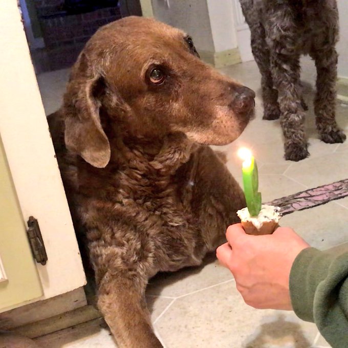 Happy 14th birthday Brownie! #furbabies #4leggedmomma #chessie #chesapeakebayretriever #mybaby #icecream