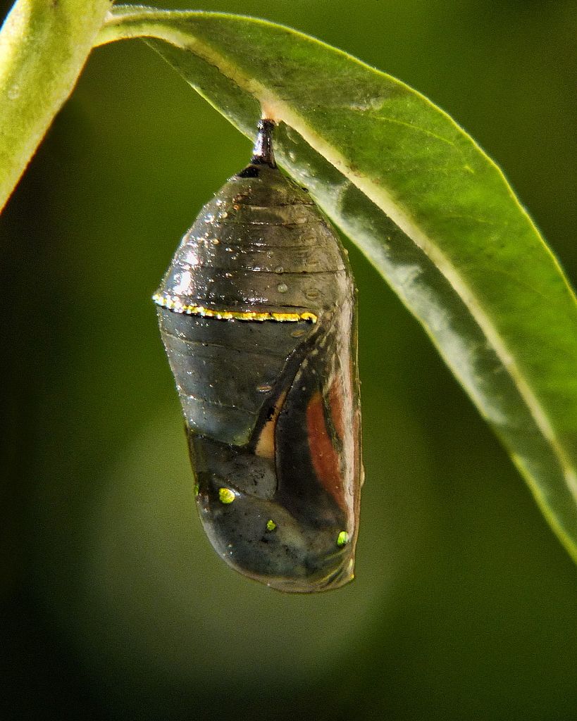 #Beautiful #Butterfly about to emerge :)