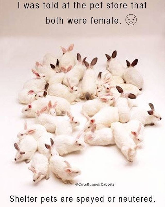 rabbitrescue's tweet photo. If I had a dollar for every time someone tells me this.., we could spay ALL the rabbits out there. ADOPT DONT SHOP
.
.
#spayandneuter #spayandneutermonth #adoptarescuedrabbitmonth #rabbitrescueadoptdontshop #bunniesofig #bunny #rabbitbunniesunited #stopb… https://t.co/9u0uqoKTb4 https://t.co/ptYypHsyGH