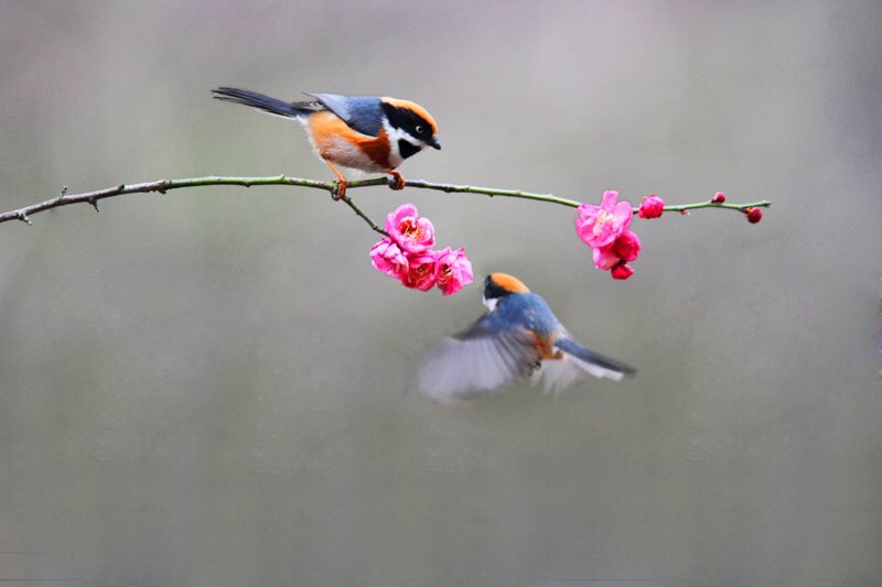 Meng_ZheS's tweet photo. 爆竹���聲辭舊歲
紅梅朵朵迎新春

孟龍興攝
#Photoshoot #NewYear #art #artwork #nature #naturephotography #Flowers #birds #photographynature #chinesepainting #wildlife #Chinese #China https://t.co/Mc3EvlaFTQ