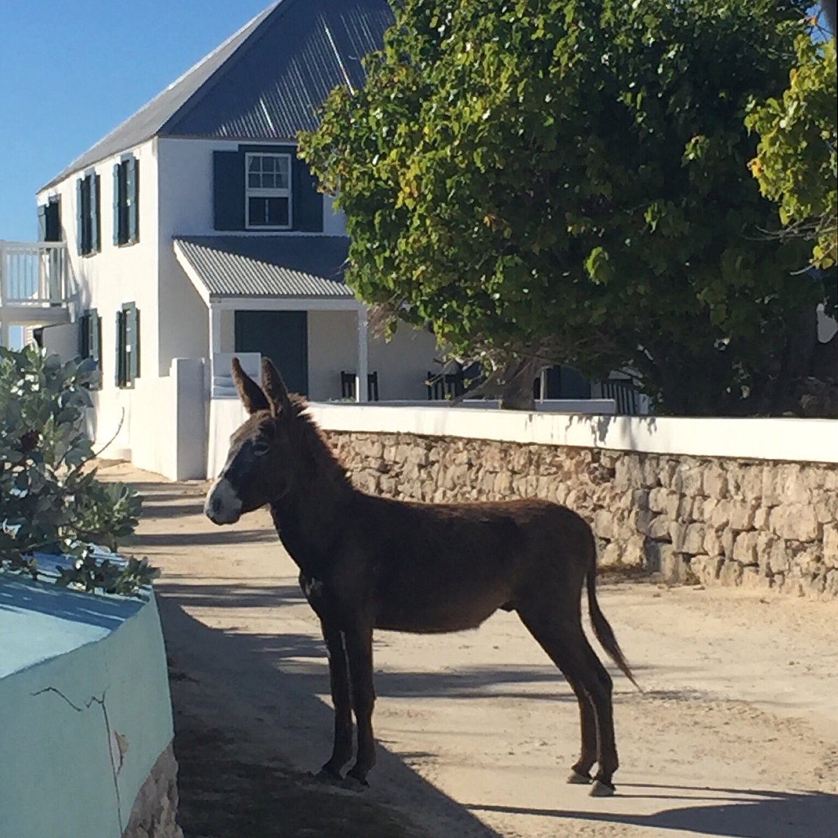 “Some days we must slow down, and enjoy under the sun.” #islandliving #caribbean #saltcay #tropical #resort #wall #donkey #animal #vacation #native