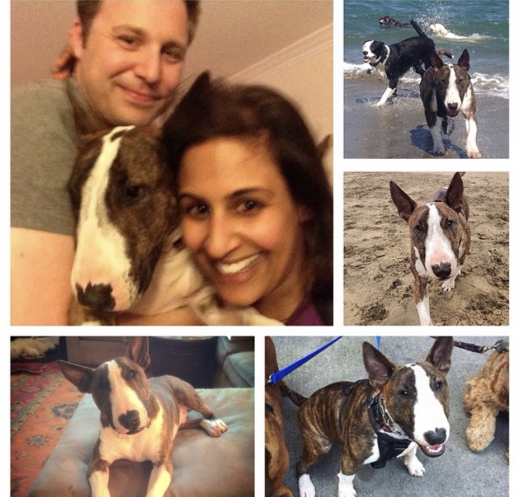 MrTallsDog's tweet photo. @dropsondeoperat Our Tobes is weird bc he’s pretty much scared of everything 🤣
He does love a good jaunt outside &amp; snuggles with his pack. He’ll be 6 next month. https://t.co/tJQGCkgHRE