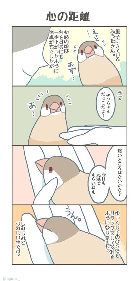 最近しみじみと嬉しかったことです。

#buncho #javasparrow #文鳥 
