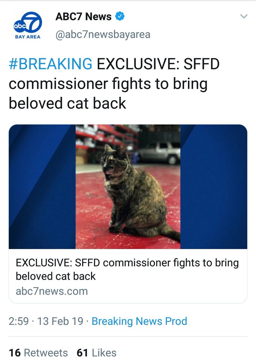 JelenaMKandic's tweet photo. Dear Shauna @goldengateblond &amp; Caryn @carynrweiss, 

Humans and #CatsOfTwitter #SaveEdna.🐾👏🐾

TY @abc7newsbayarea, especialy @DionLimTV for not giving up of #FireCatEdna.👍

TY @nbcbayarea cc @SFGate @BuzzFeed @latimes @MSN for covering PAWSOME journey ↔ #EdnaStays.🚒🏡🚑 https://t.co/ih7vfjDj2Q