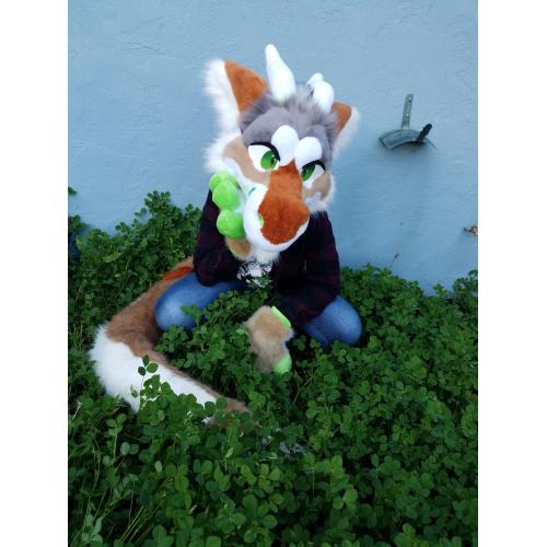 RGBeastCostumes's tweet image. New auction listing for the Coyote dragon!  This one is starting at $1, with a brand new set of paws and a tail included for free if it reaches $1250!  Decided to include a buyout of $2000 too just in case!
thedealersden.com/listing/coyote…
