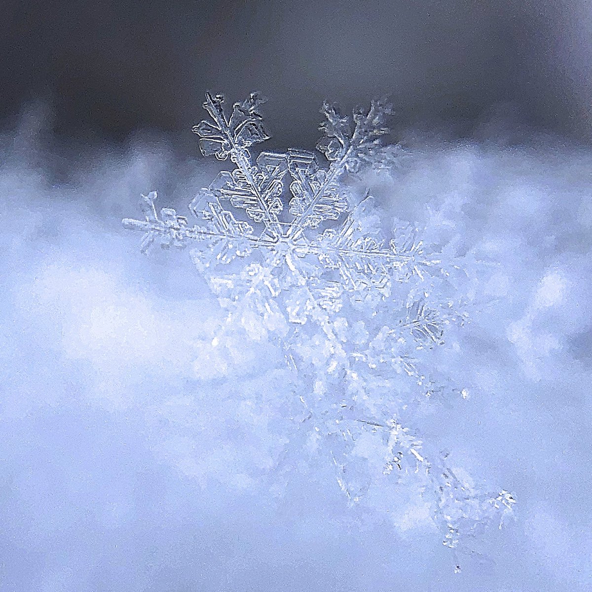 Sai على تويتر 最近ハマっている雪の結晶撮影 今日も寒いけどキレイな結晶が見れて嬉しい Iphoneと100均のマクロレンズで 雪の結晶 ぷっくりニュース Sai على تويتر 最近ハマっている雪の結晶撮影 今日も寒いけどキレイな結晶が見れて嬉しい Iphoneと100均のマクロレンズで 雪の結晶 ぷっくりニュース