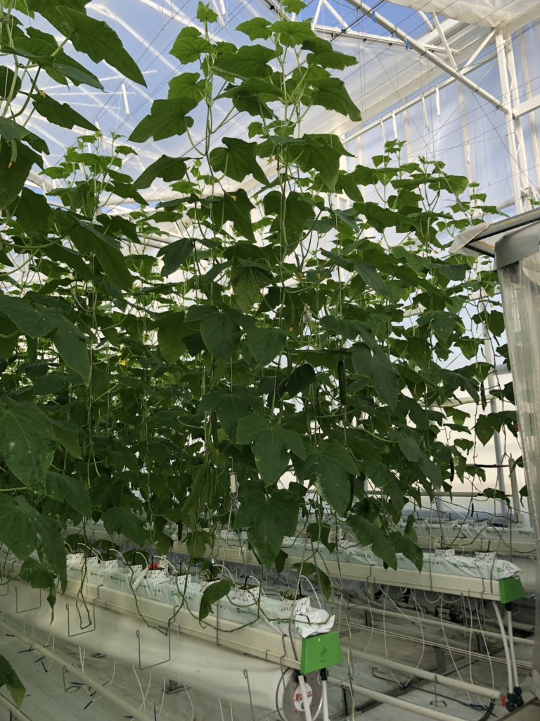 hortinix's tweet photo. Fascinated with the #screens going with the pitch of the #glasshouse It helps with light onto the crop which in a country like. #TheNetherlands is super important in the winter months. This is high-wire #cucumber production. #ProtectedCroppimg #AUSVEG #EuropeanStudyTour https://t.co/ARR4JlwIcc