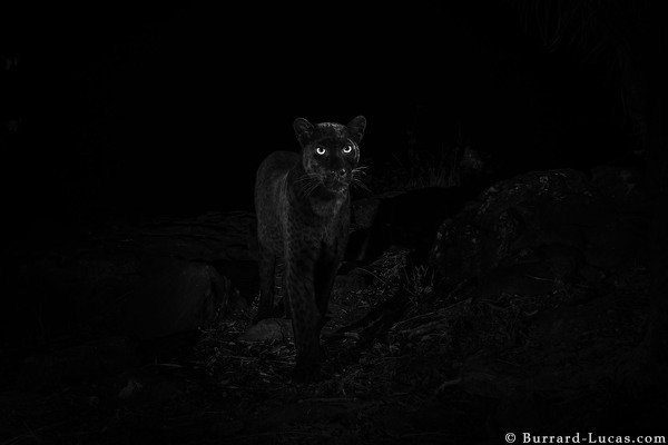 Spotted: a rare sighting of the black leopard in Laikipia - caught on camera by wildlife photographer Will Burrard-Lucas
#LoveInTheWild