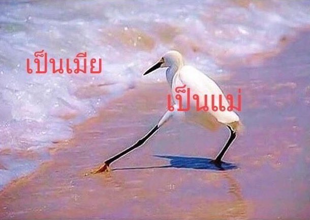 hakuna matata tweet media