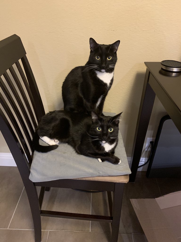 RecoveringMedic's tweet photo. @DrJenGunter Sibs Bubba and BabyGirl in their Olan Mills pose (note carefully folded 🐾) https://t.co/PnylqI9pLS