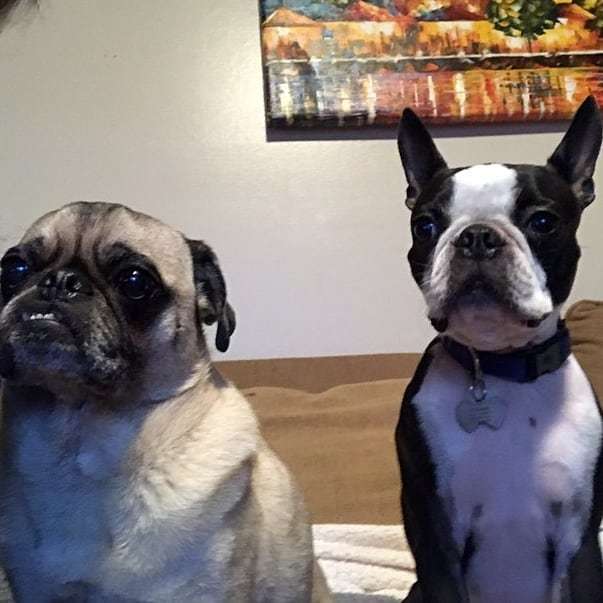 elguapotravels's tweet photo. Watching the Superbowl of dog shows and rooting for my fav fur friends. #bestinshow #bestinbreed #westminsterdogshow #bostonterrierlove
.
.
.
#bostonterriersofinstagram #bostonterrierlove #bostonterrier #bostonterrierpuppy #bostonterriernation #bostonter… https://t.co/0Ng5NlsiOZ https://t.co/wxlxgZifyS