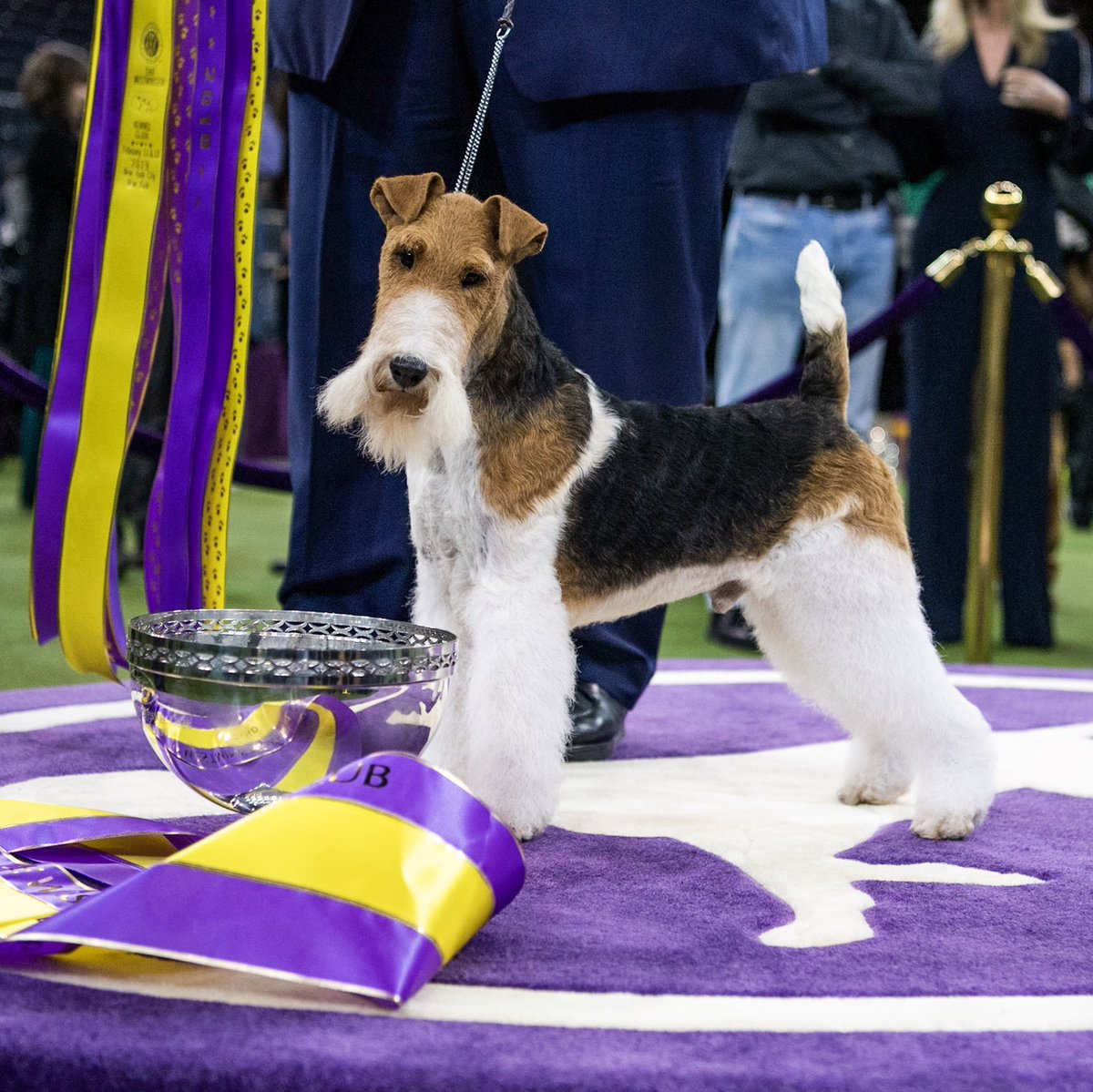 king wire fox terrier westminster 2019
