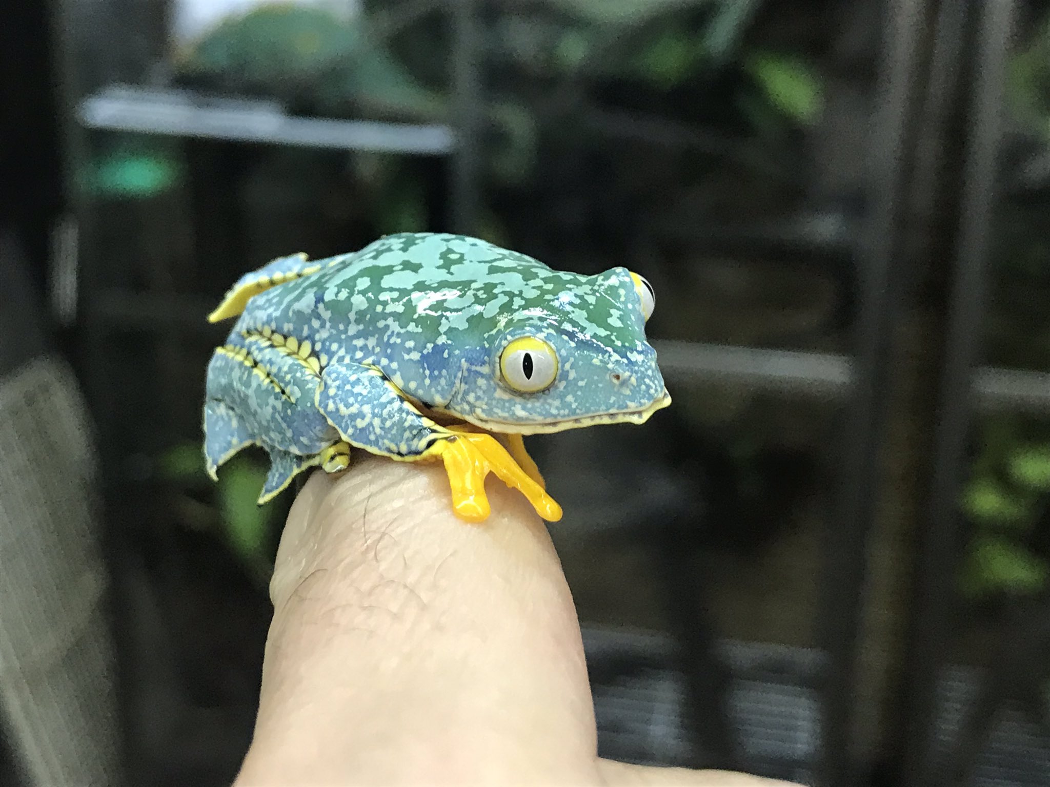 ケンランフリンジアマガエル 1匹での価格です。 ケンランフリンジアマガエル ４.5センチ前後 １匹での価格です