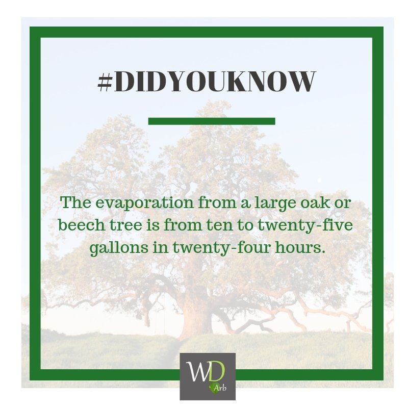 #DidYouKnow:

The evaporation from a large oak or beech tree is from ten to twenty-five gallons in twenty-four hours.

#InterestingFact #UnknownFact #FunFact #TreesFact #Natural #Environmental