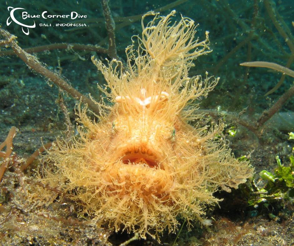 BCDLembongan's tweet image. Does anyone else see a Frogfish and just think, 
&quot;How did you even happen?&quot; 
.....🤔

#seaflapflap #underwateremotions #bluecornerdive #dopememes