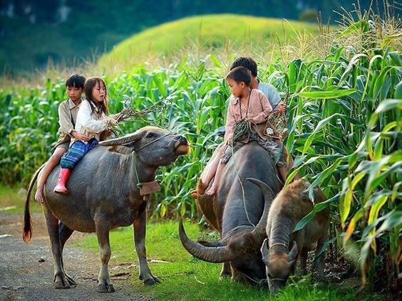 Everyone has youth and stories of their own youth, in each story, there are beautiful memories with the regret forever imprinting on the bottom of the heart.
#people  #youth  #pure  #landscape  #beauty  #travel #Vietnamese #Vietnobletours #Vietnam