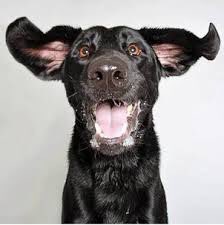 Raise the bark 
It’s #woofwoofwednesday