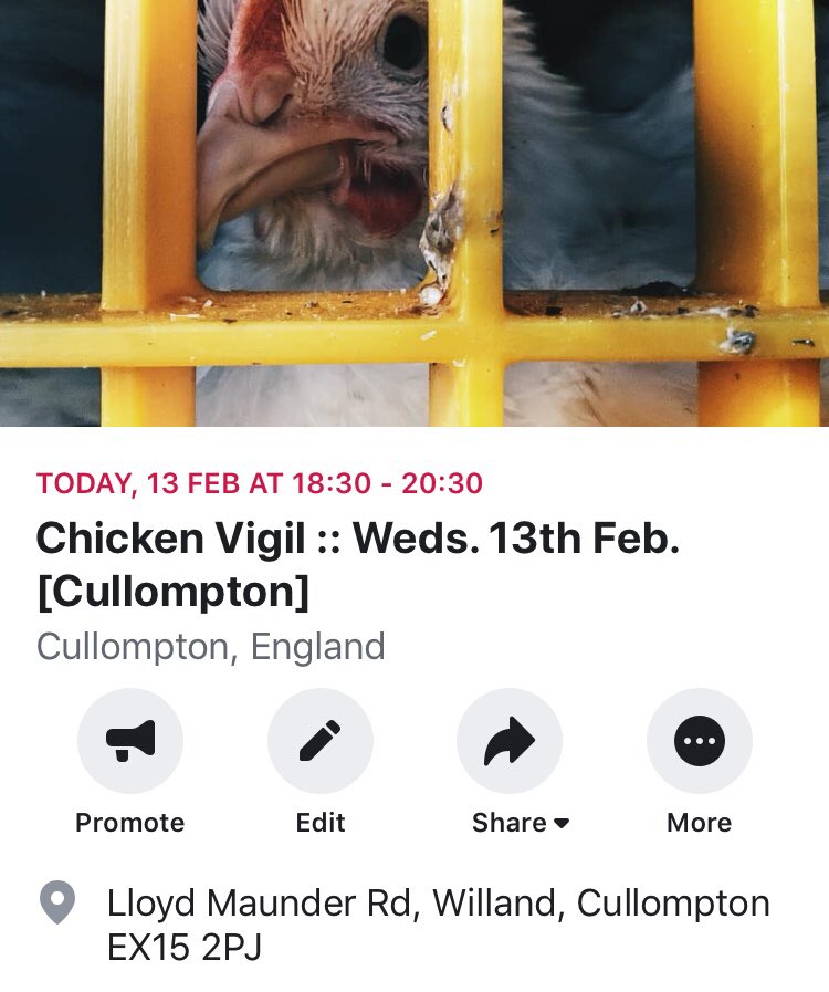 DevonAnimalSave's tweet image. Hope you can join us tonight in being there for the chickens and telling their story 

facebook.com/events/6260111…