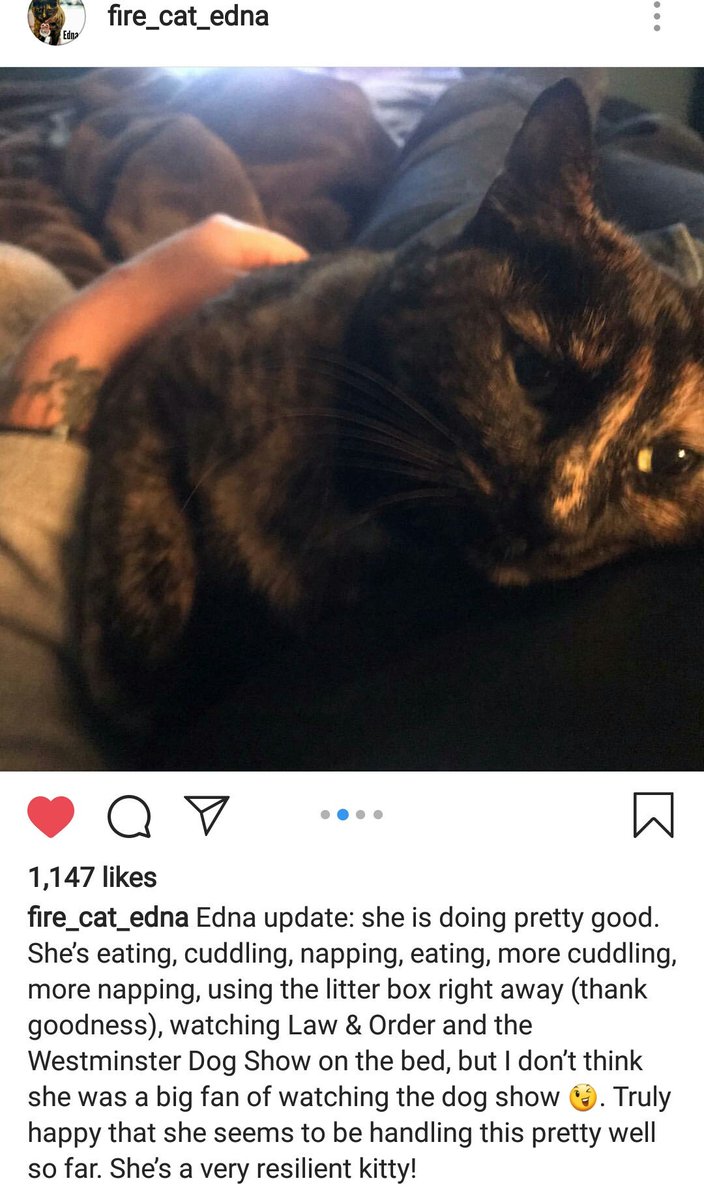 JelenaMKandic's tweet photo. This is furrtastic exemple of #tortietude &amp; #purrsistance from #SF #SanFrancisco this morning breing so #CutenessOverloaded. 💖🐈😻

In the meantime #FelineCommunity is still keep on fighting to #SaveEdna and make sure #EdnaStays.🚑🏡🚒

(photo courtesy of #FireCatEdna on #iG) https://t.co/bTOqQsOgsc