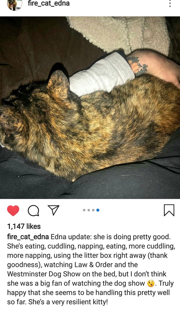 JelenaMKandic's tweet photo. This is furrtastic exemple of #tortietude &amp; #purrsistance from #SF #SanFrancisco this morning breing so #CutenessOverloaded. 💖🐈😻

In the meantime #FelineCommunity is still keep on fighting to #SaveEdna and make sure #EdnaStays.🚑🏡🚒

(photo courtesy of #FireCatEdna on #iG) https://t.co/bTOqQsOgsc