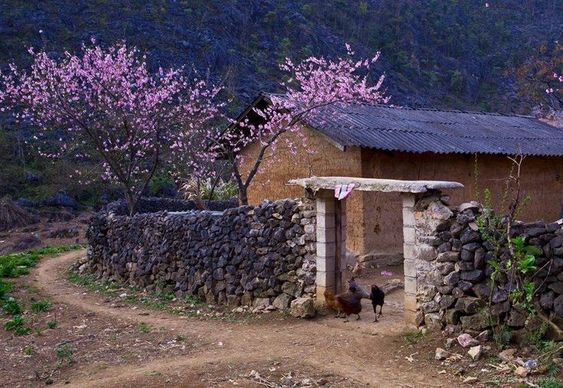 Genius and virtue are like diamonds: the most beautiful is in a simple frame.
X. Batle
#landscape #homeland #countryside #love #photo #Vietnam #Vietnobletours