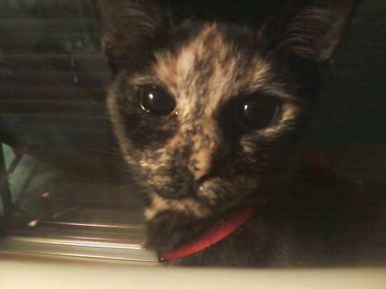 MarlenaMansour2's tweet photo. @DionLimTV @abc7newsbayarea Kit10 says #SaveEdna
#TortieLove 🐾 https://t.co/WixSEWm3xj