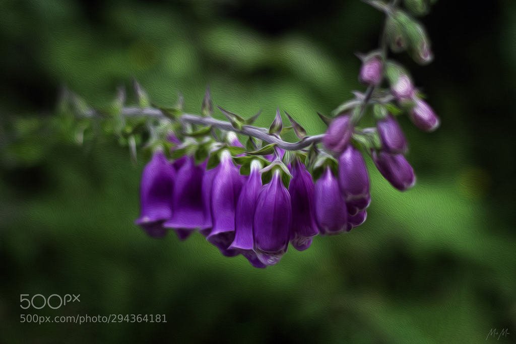 Foxgloves.. by Mick_Mac