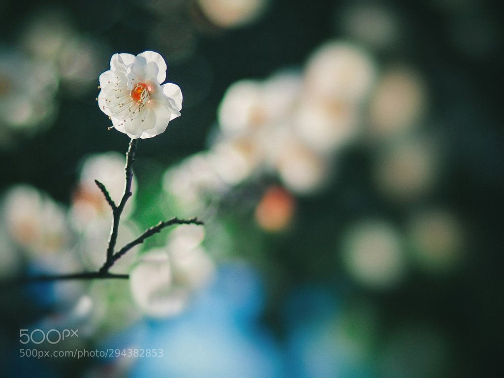Transmitted light by fxkito2