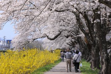 宮城県の道路ライブカメラ 積雪や大雪の情報 何度で路面凍結 Sakuraの気になること調べる倶楽部