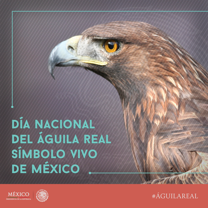 zacapoaelena's tweet photo. Today, February 13, we celebrate the National Day of #ÁguilaReal, symbol of #Mexico!
Did you know that the #ÁguilaReal, is the bird of the national shield? 🇲🇽 Despite being the living symbol of Mexico, this species is in #dangerofextinction in our co untry #Biodiversity https://t.co/XkIQvBj4dQ