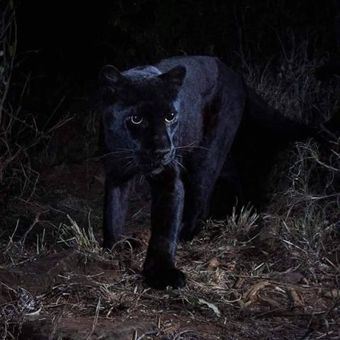 murtuges's tweet photo. #KenyanBlackPanther #KenyanBlackLeopard  Last spotted by cameras in 1909. In 2019, they've been spotted again. A myth turns out to be true. Welcome to Kenya, the home of all beauty and mystery. https://t.co/nW0VOC7TGe