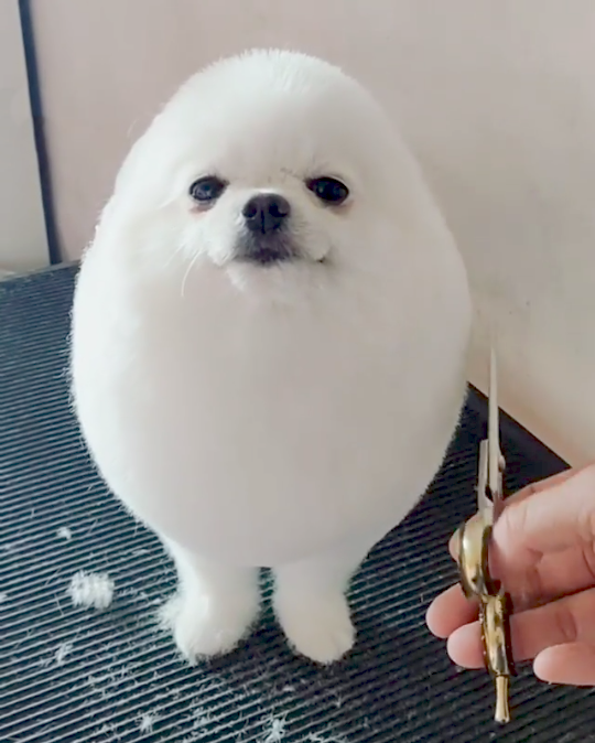 めーちっさい On Twitter ヘアカットされるアザラシ 犬 を作ってみました