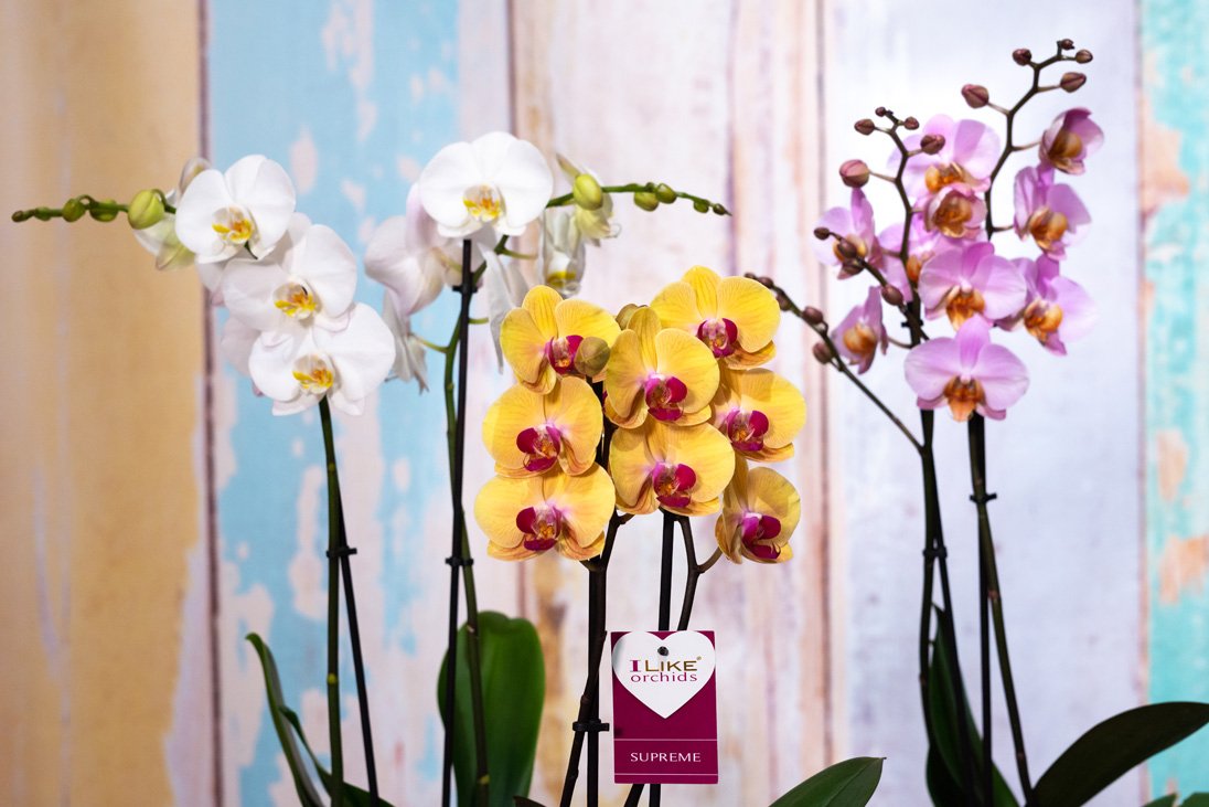 Levoplant tweet media