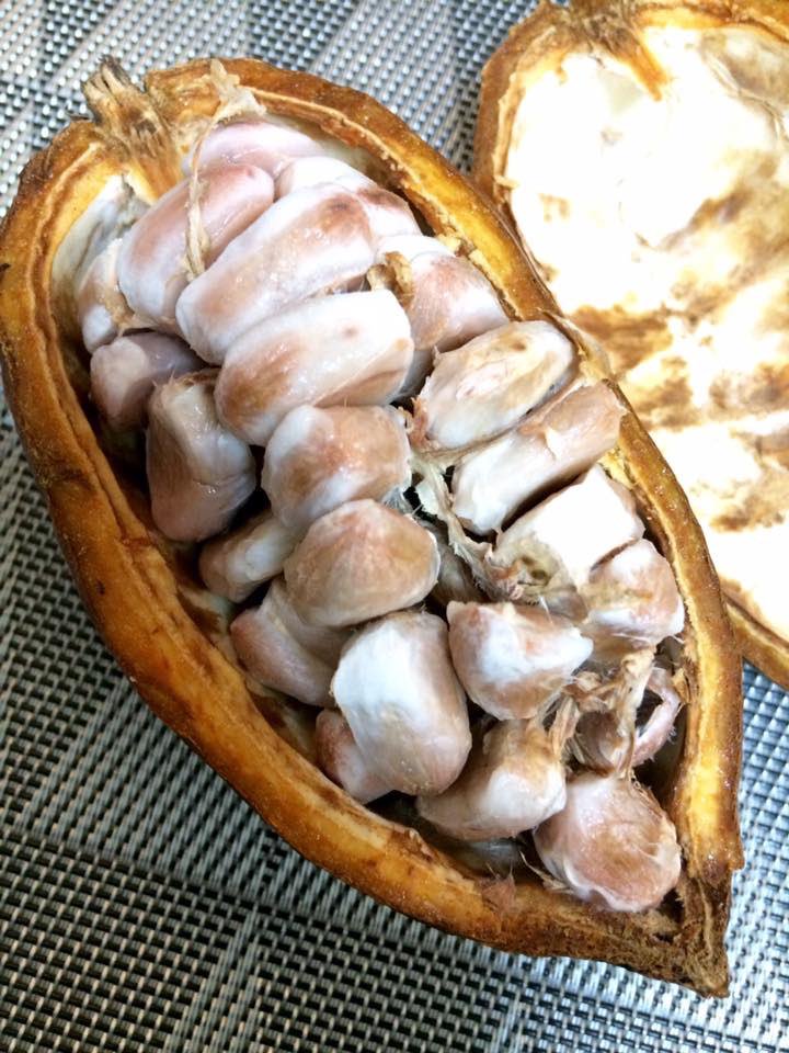 カカオ豆