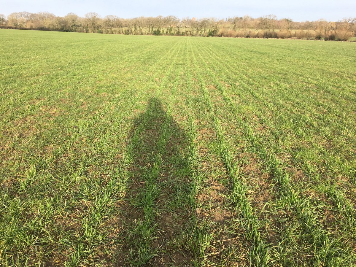 PeterSt28429897's tweet image. ⁦@mattyradford⁩ ⁦@Steve95226621⁩ ⁦@CallumAgric⁩ W wheat into established white clover and red clover. Anyone else giving #organic #striptil a go?