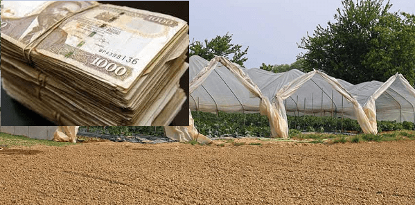 This is what they tell you!! Invest, Do nothing and Earn Millions in one year. farmlinkkenya.com/this-is-what-t…