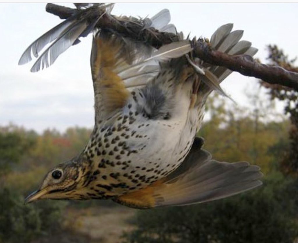 LoicDombreval's tweet photo. Réponse des chasseurs du Var à mon souhait de supprimer à terme la chasse à la glu : 1️⃣il y a des sujets plus importants 2️⃣je ferais mieux de m’occuper des humains 3️⃣on ne touche pas aux traditions 4️⃣un oiseau collé ne souffre pas! Bref : une réponse...qui ne vole pas haut ! https://t.co/FansbtBj4W