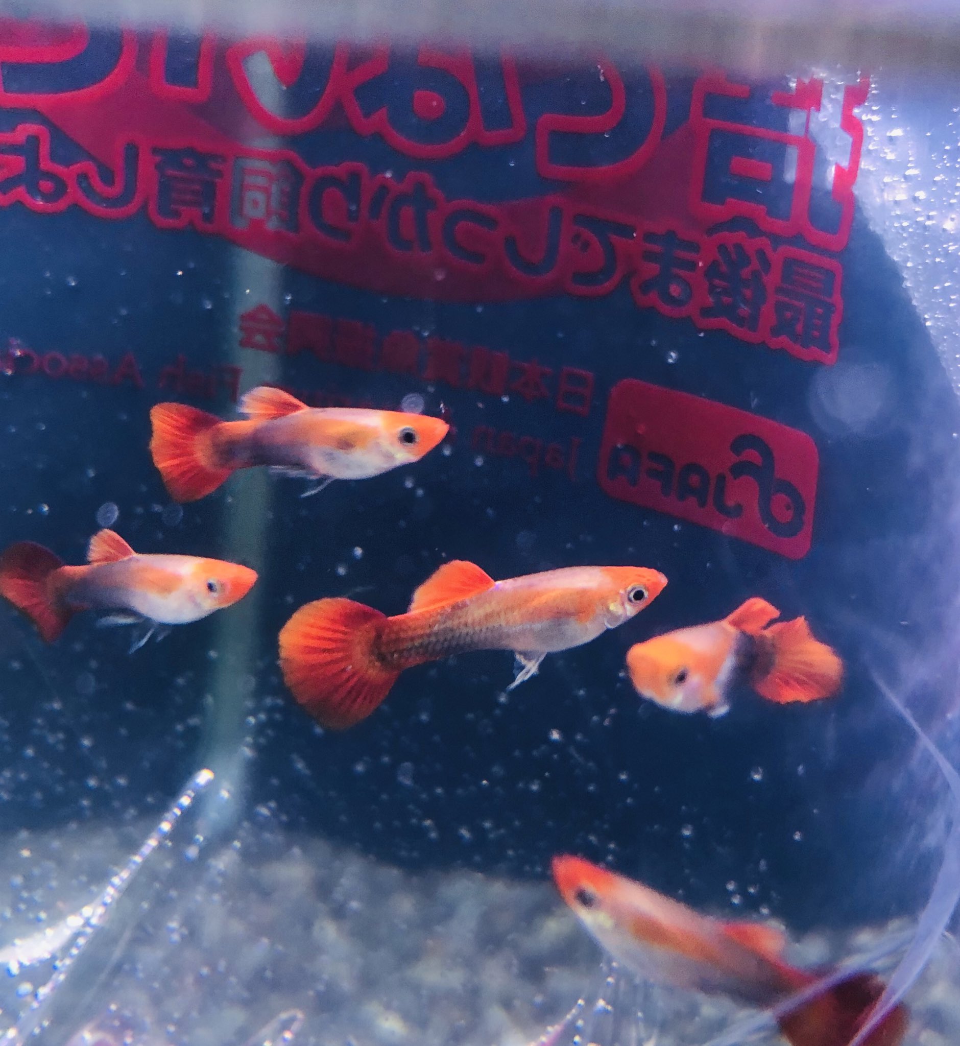 Twitter 上的 半田水園 春日井店 国産グッピー入荷しました Newゴールデンコイ丹頂 初めて入荷する種類です 丹頂という名の通り 頭の所に赤い丸がはいってるのがかわいい グッピー 国産グッピー 丹頂 T Co Khno25oifz Twitter