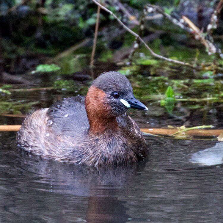 A very tiny Little Grebe at Winnall Moors nature reserve yesterday!@HantsIWWildlife #goingbirding #winnallmoors #wildlifeinwinchester