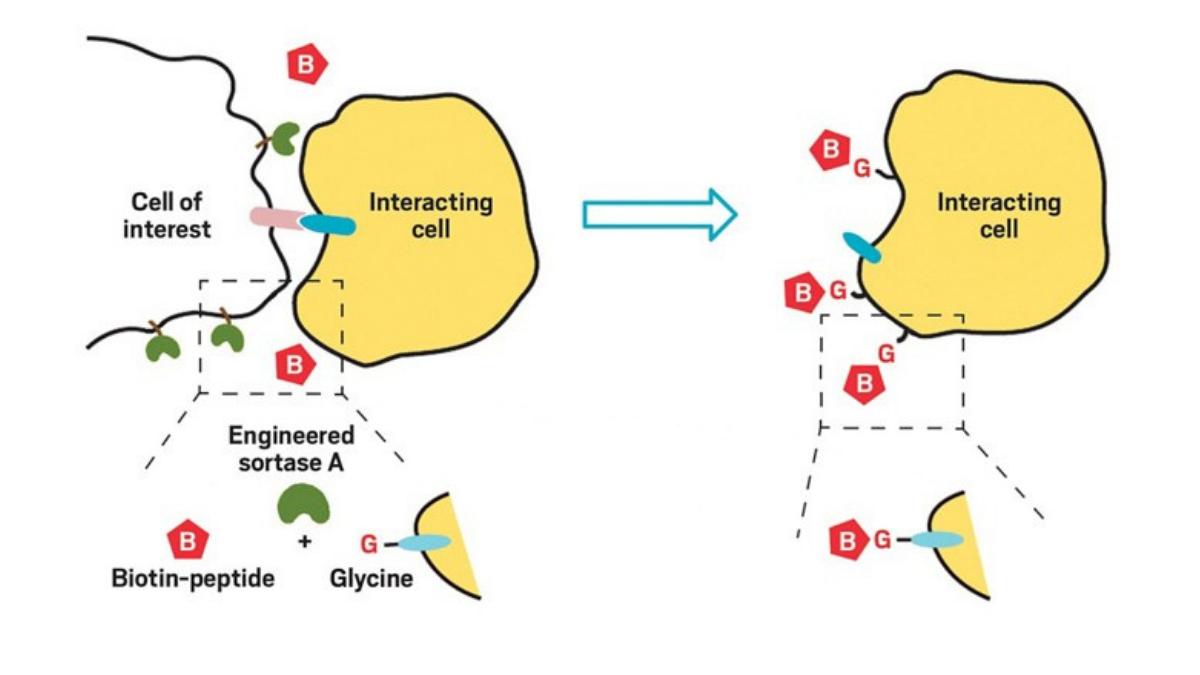 C&EN (Chemical & Engineering News) (@cenmag) on Twitter photo A new labeling method can reveal cell-cell interactions when a bacterial enzyme, transformed via #directedevolution, offers a way to tag cells that come into close contact with one another. Via <a href="/J_A_C_S/">J. Am. Chem. Soc.</a>: ow.ly/xuMr30nGB1D A new labeling method can reveal cell-cell interactions when a bacterial enzyme, transformed via #directedevolution, offers a way to tag cells that come into close contact with one another. Via <a href="/J_A_C_S/">J. Am. Chem. Soc.</a>: ow.ly/xuMr30nGB1D