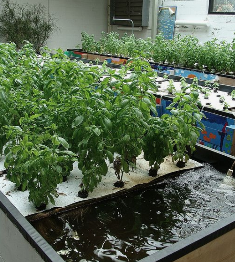Crowdfunding_PR's tweet photo. Off Grid Living: How to Build a Greenhouse to Support an Off Grid Aquaponic Garden and Fish Farm
See more Aquaponic Garden photos:
https://t.co/mY3x7Vdw7q
#OffGridLiving #LivingOffGrid #Aquaponics #Fish #Garden #Greenhouse #Shrimp #Perch #IBCTotes #GrowBeds #FishTank https://t.co/1lO6SdmZ8p