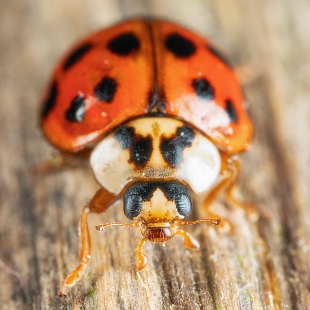 I set the little Asian Lady Beetle down on a picnic table, and I was really happy with how the wood looked with the bug! Pretty neat background scene!
#AsianLadyBeetle #Macro #Nature #TeamCanon #kings_insects #insects_of_our_world #1macroshot #electric_macro #insectguru