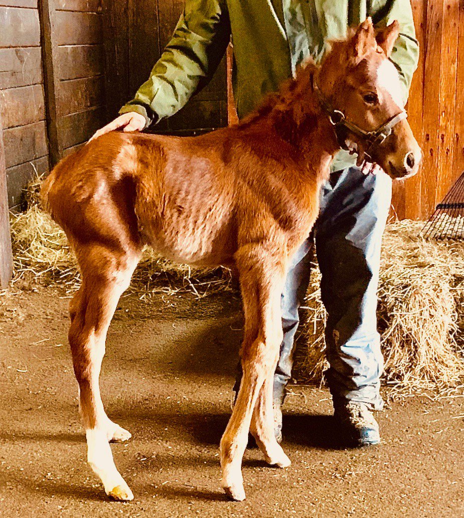 California Chrome tweet media