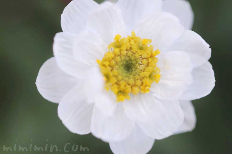 はなかんざし Twitter Zoekfunctie